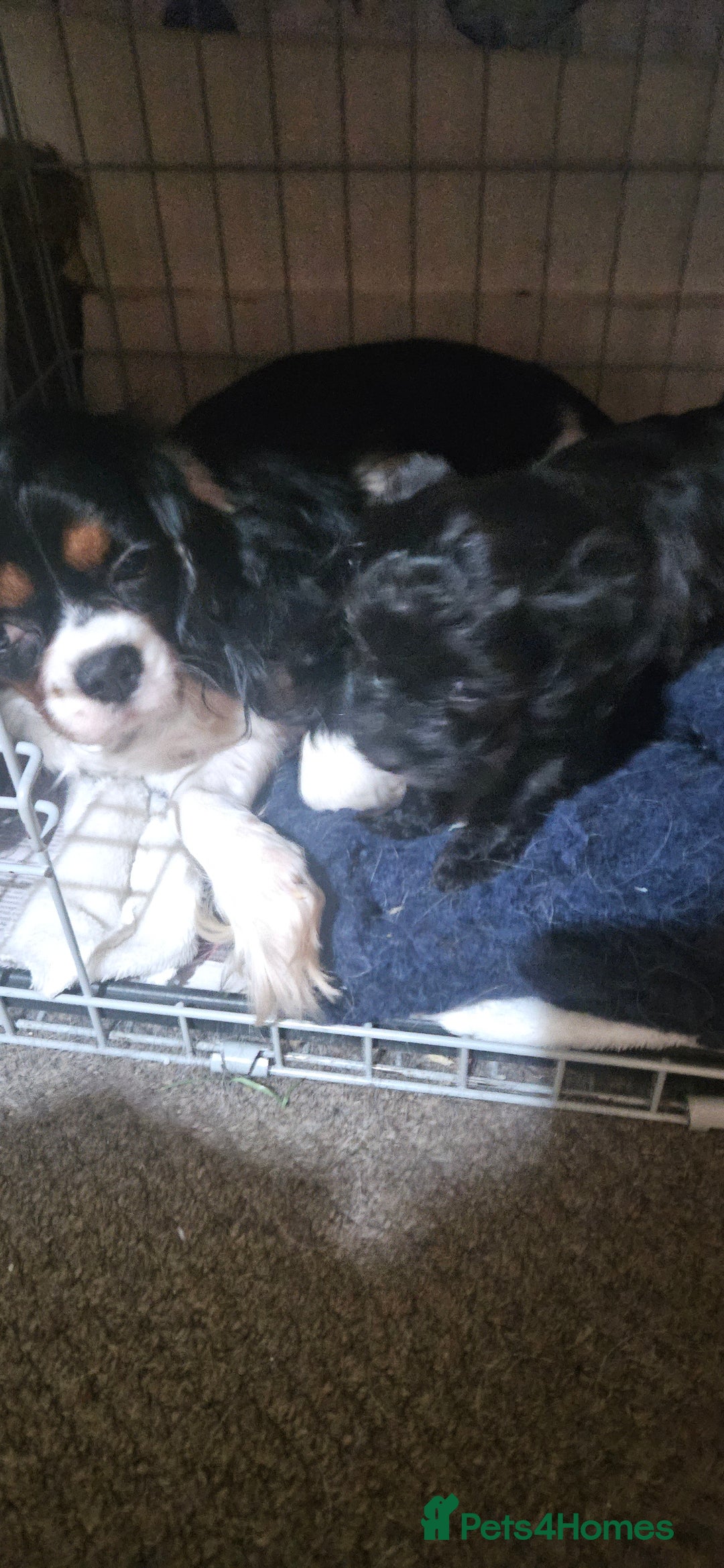 Cavapoo dogs for sale: Stunning black Cavapoo boy - Advert 7