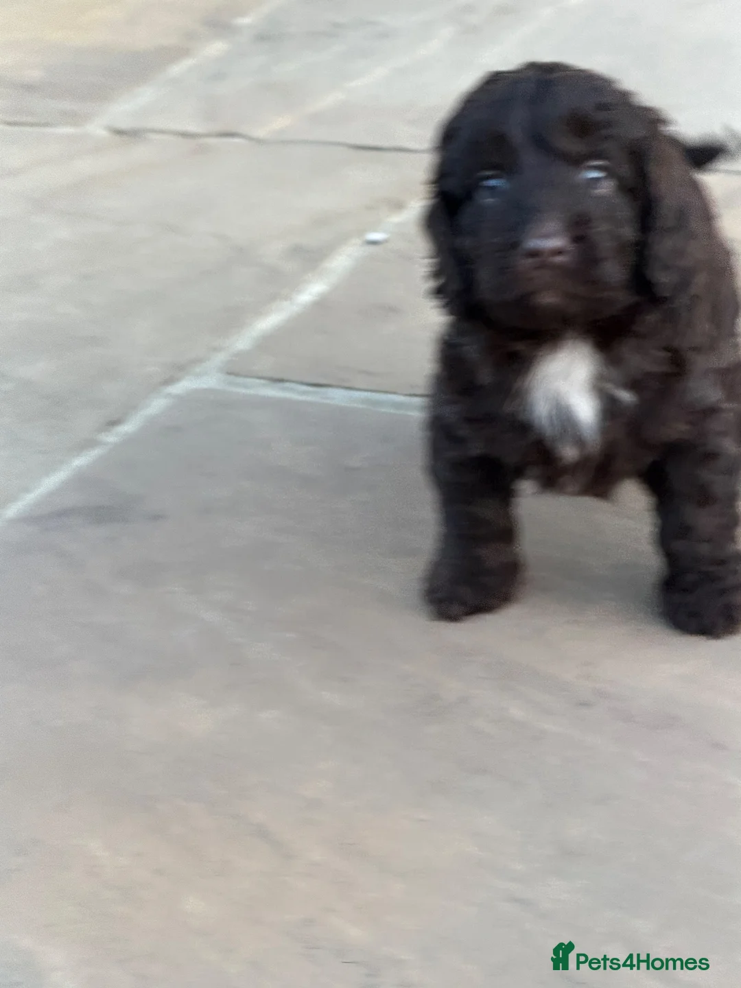 Cockapoo dogs for sale: Cockerpoo puppies ready 10.09.26 in Leeds - Advert 9