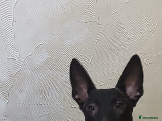 Mixed Breed dogs Dutch shepherd/ German shepherd - Advert 1