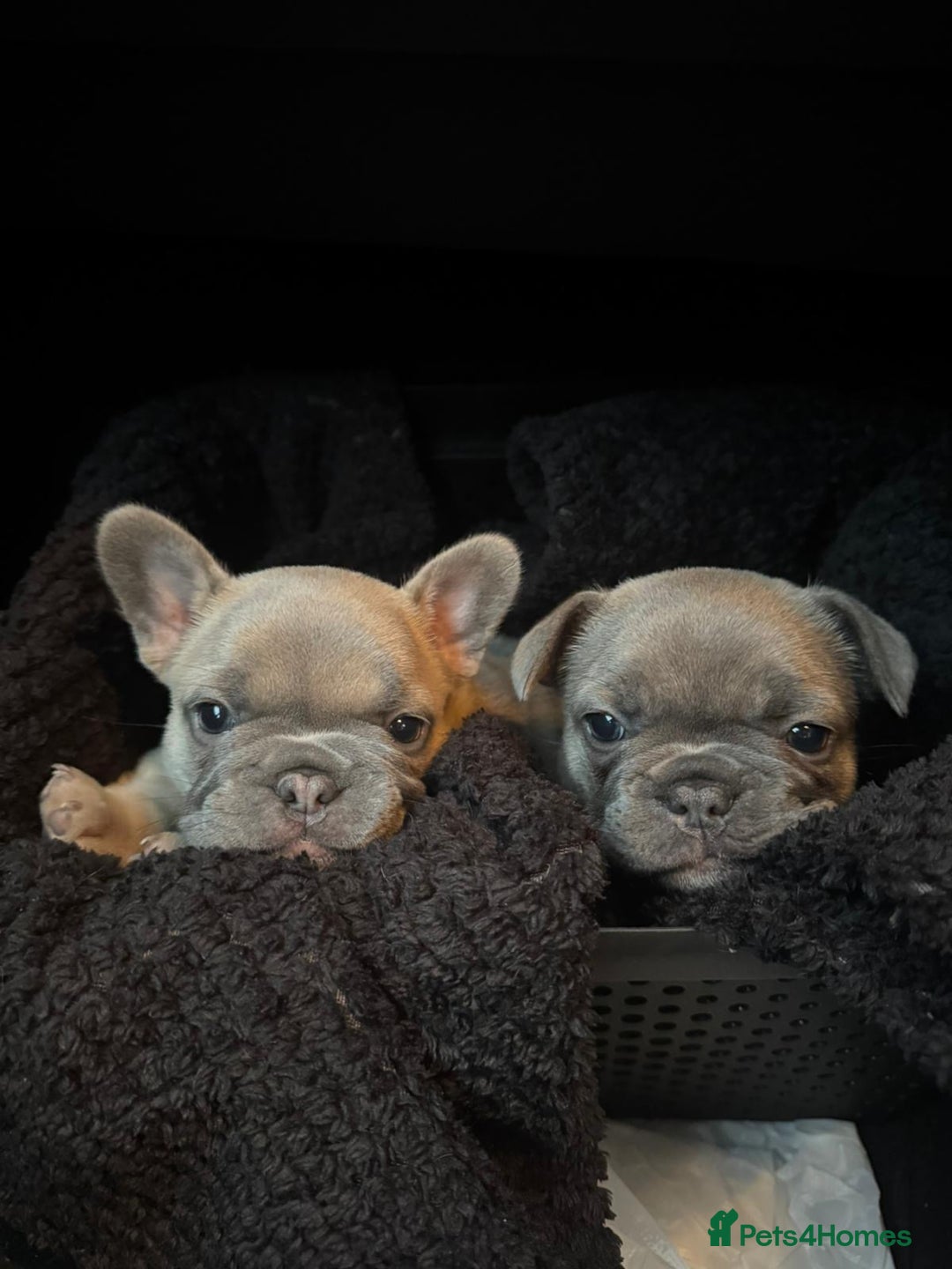 French Bulldog dogs for sale: Our little Aida - new loving family home  - Image 8