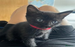 Mixed Breed cats for sale: Stunning kittens - Image 2