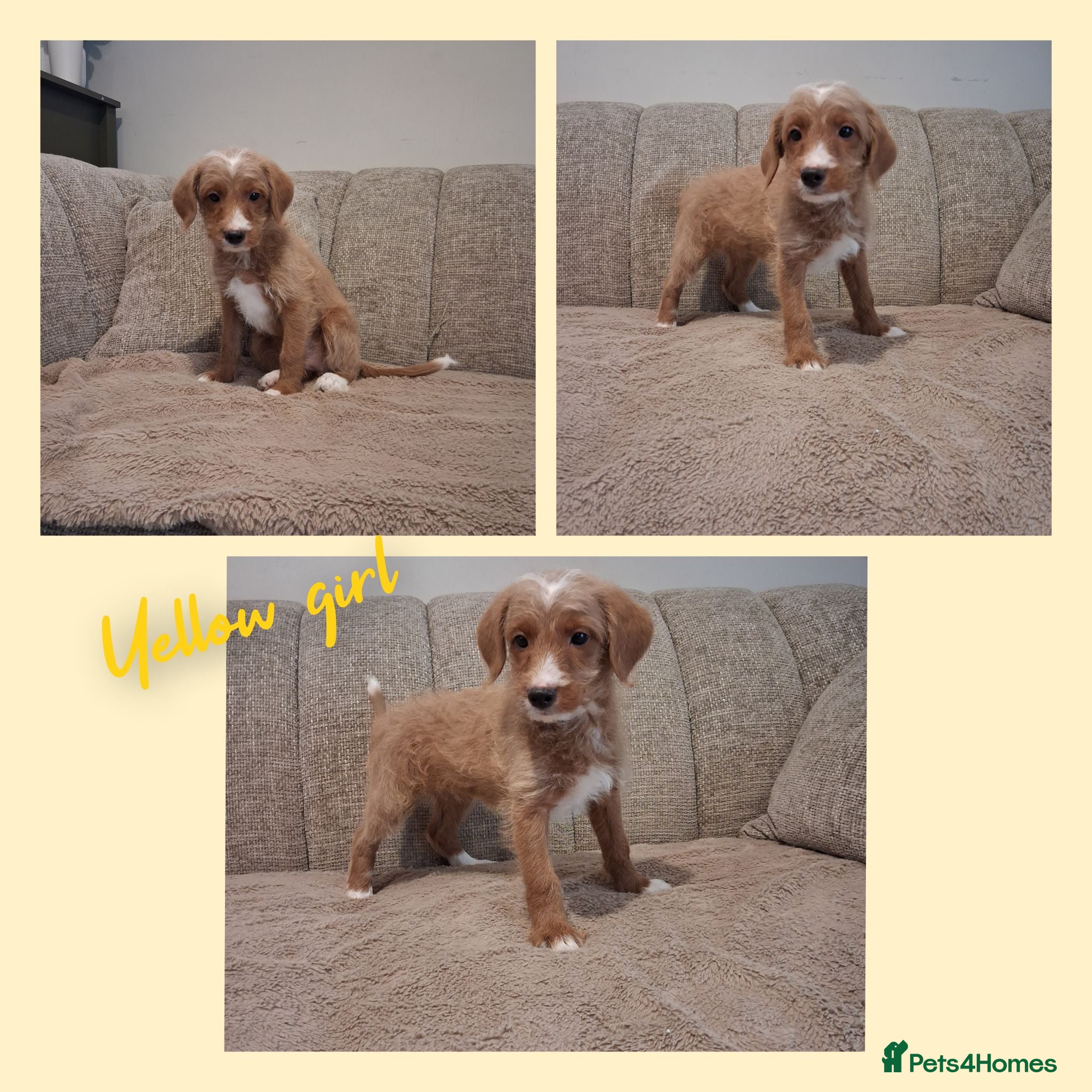 Australian Labradoodle dogs Ready to leave - Advert 2