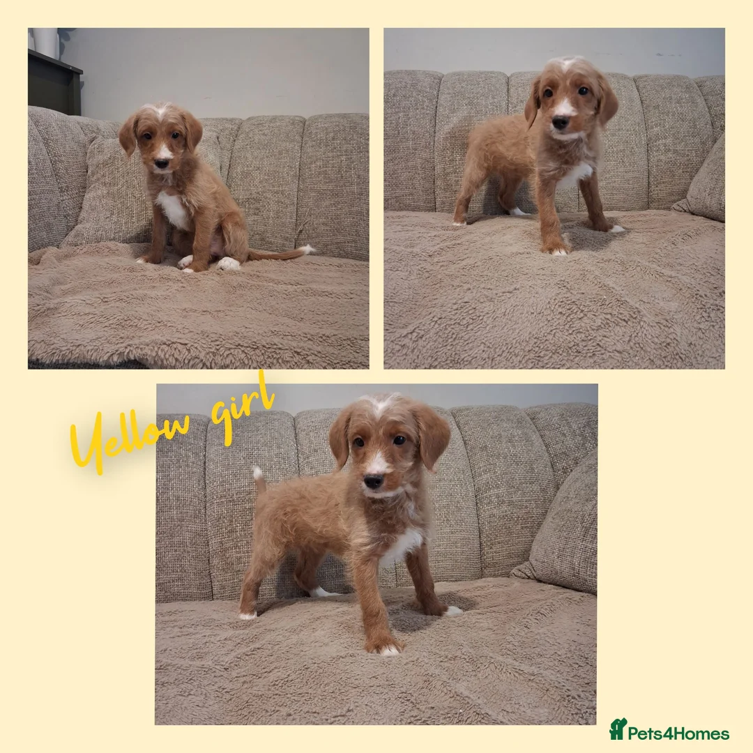 Australian Labradoodle dogs for sale: Ready to leave - Advert 2