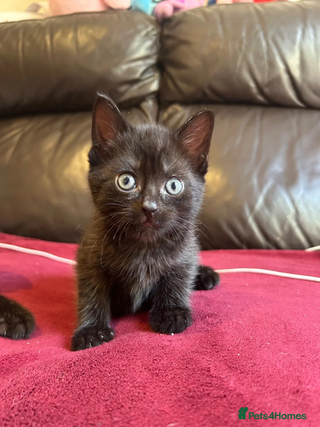 Mixed Breed cats for sale: Kittens for sale - Advert 2