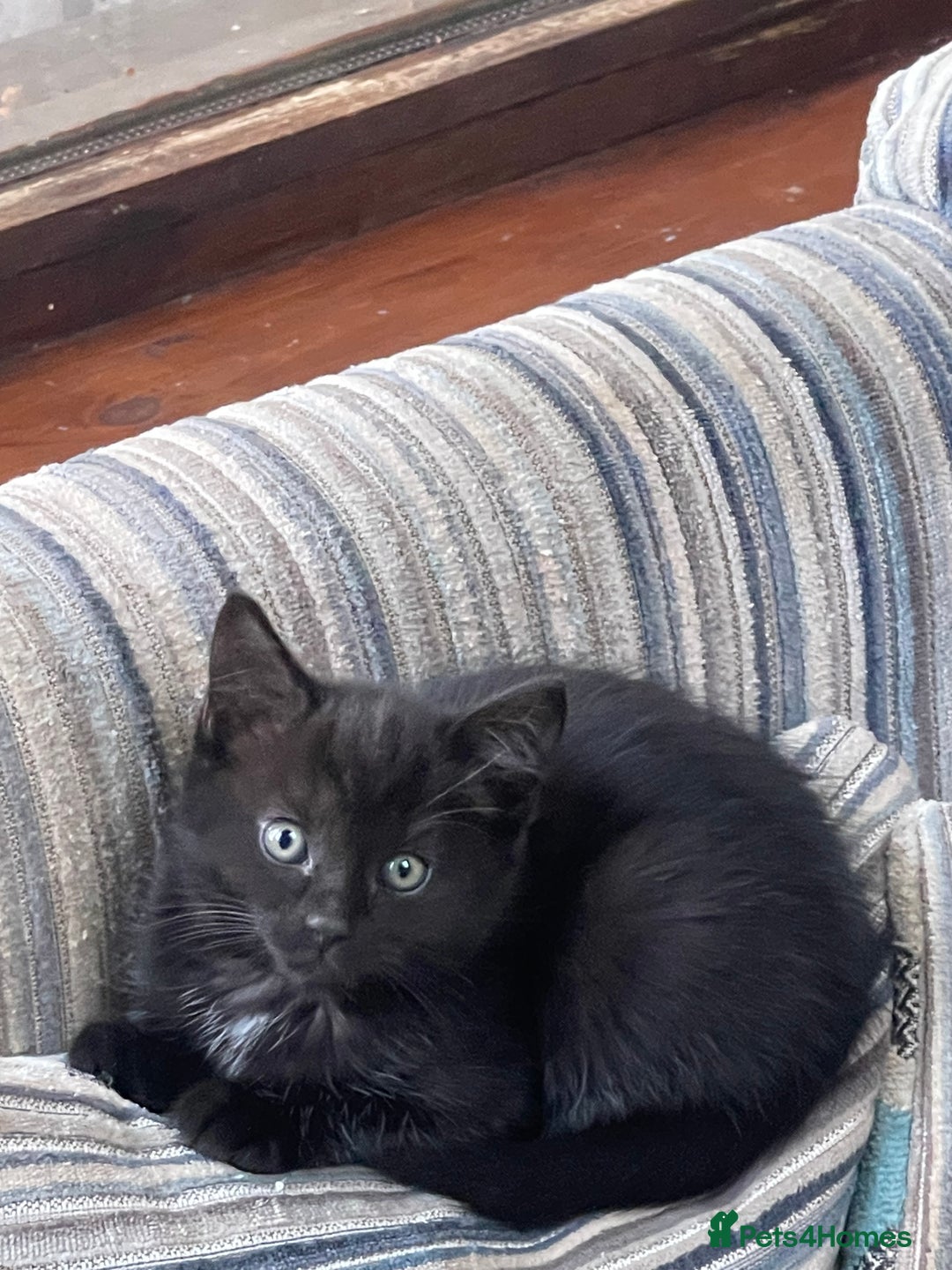 Mixed Breed cats for sale: Little kittens for sale - Image 6