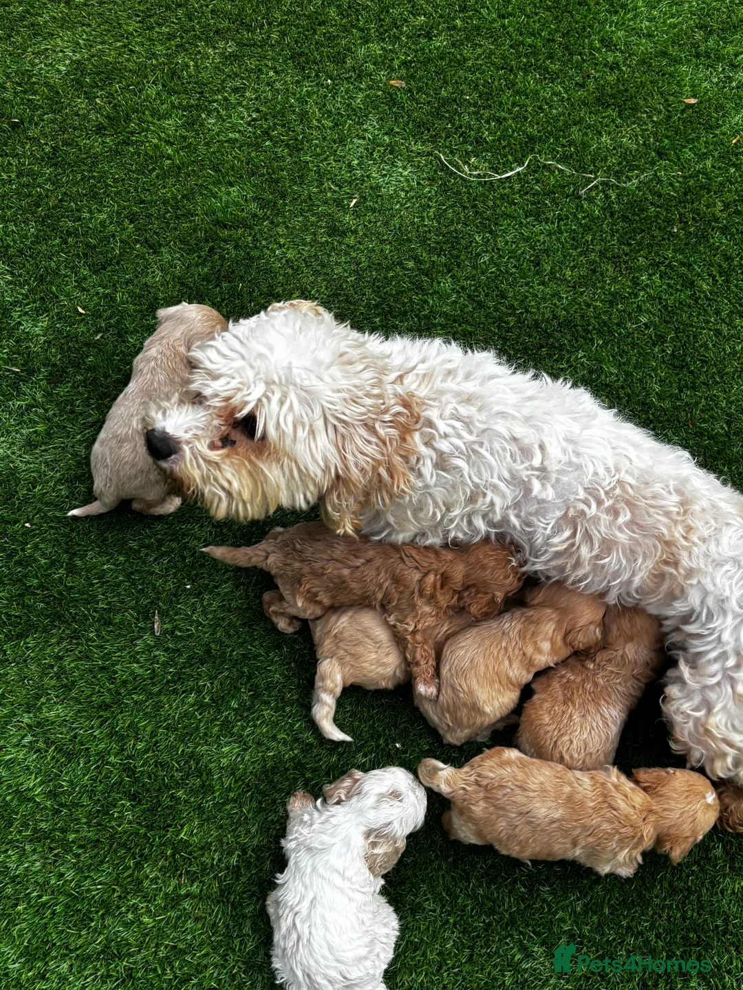 Cavachon dogs for sale: 🐶Outstanding cavachon puppies 🐶  - Advert 1