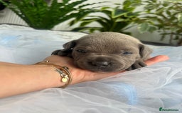 Staffordshire Bull Terrier dogs for sale: 🔷 Pharaon Champion Line Pups 🔷 in Wolverhampton - Image 31