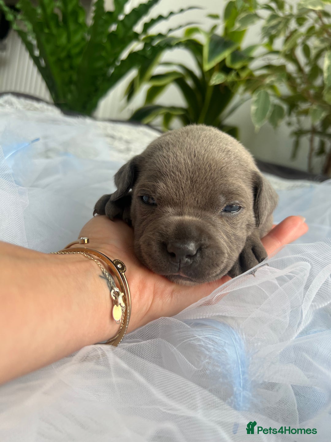 Staffordshire Bull Terrier dogs for sale: 🔷 Pharaon Champion Line Pups 🔷 in Wolverhampton - Image 31