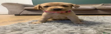 Labrador Retriever 5