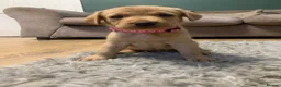 Labrador Retriever dogs for sale: Adorable KC Labrador puppies 🐾 - Advert 27