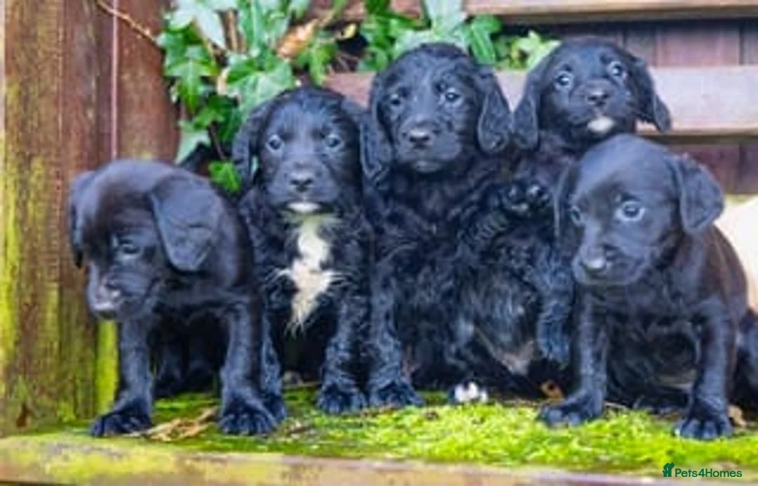 Mixed Breed dogs for sale: Sprockerdor puppies  - Advert 7