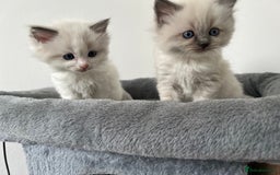Ragdoll cats for sale: PURE BREED RAGDOLL KITTENS BLUE - Image 4