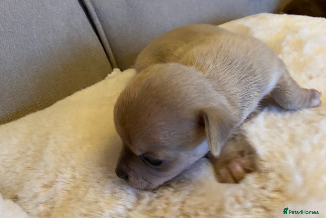 Chihuahua dogs for sale: Stunning Chihuahuas  - Advert 3