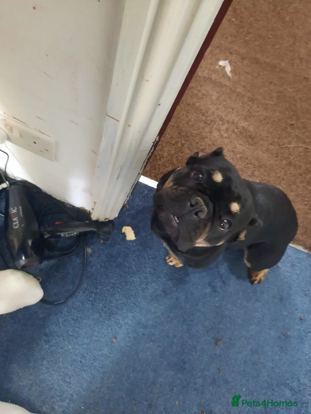 French Bulldog dogs for sale: Female French bulldog  - Advert 8