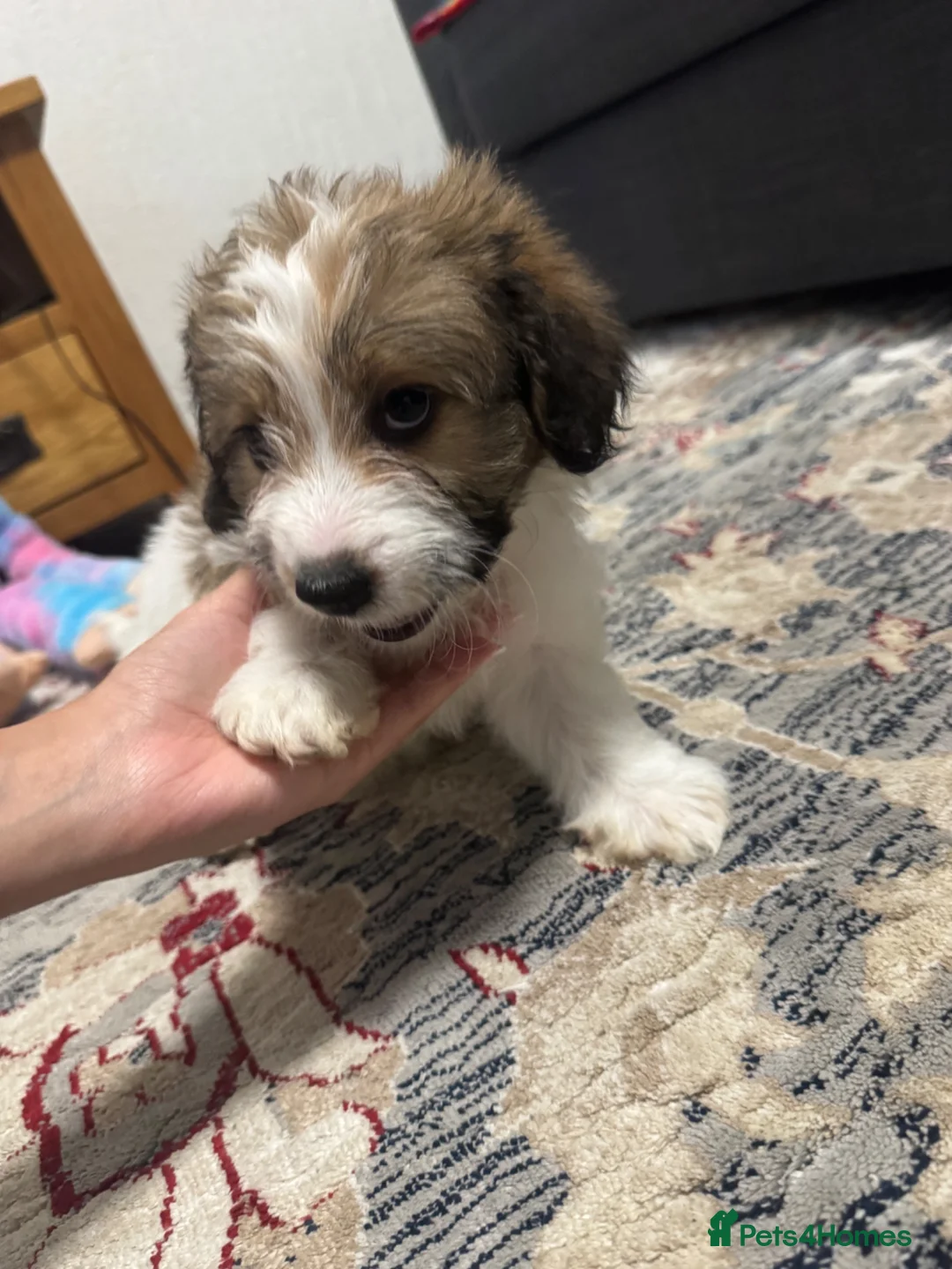 Mixed Breed dogs for sale: Bichon Havanese mixed puppies  - Advert 4