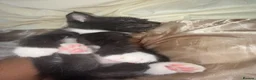 Mixed Breed cats for sale:  Kittens Looking for Loving Homes  - Advert 20