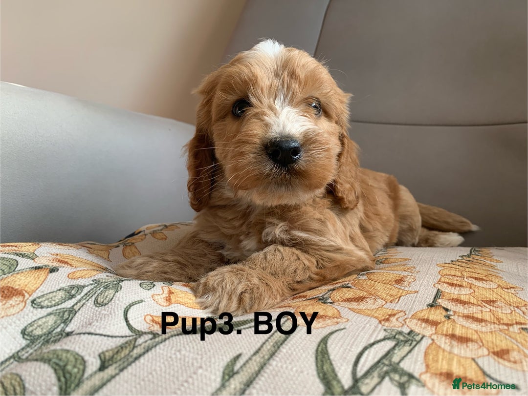 Cockapoo dogs for sale: Beautiful Cockapoo Puppies  - Image 6