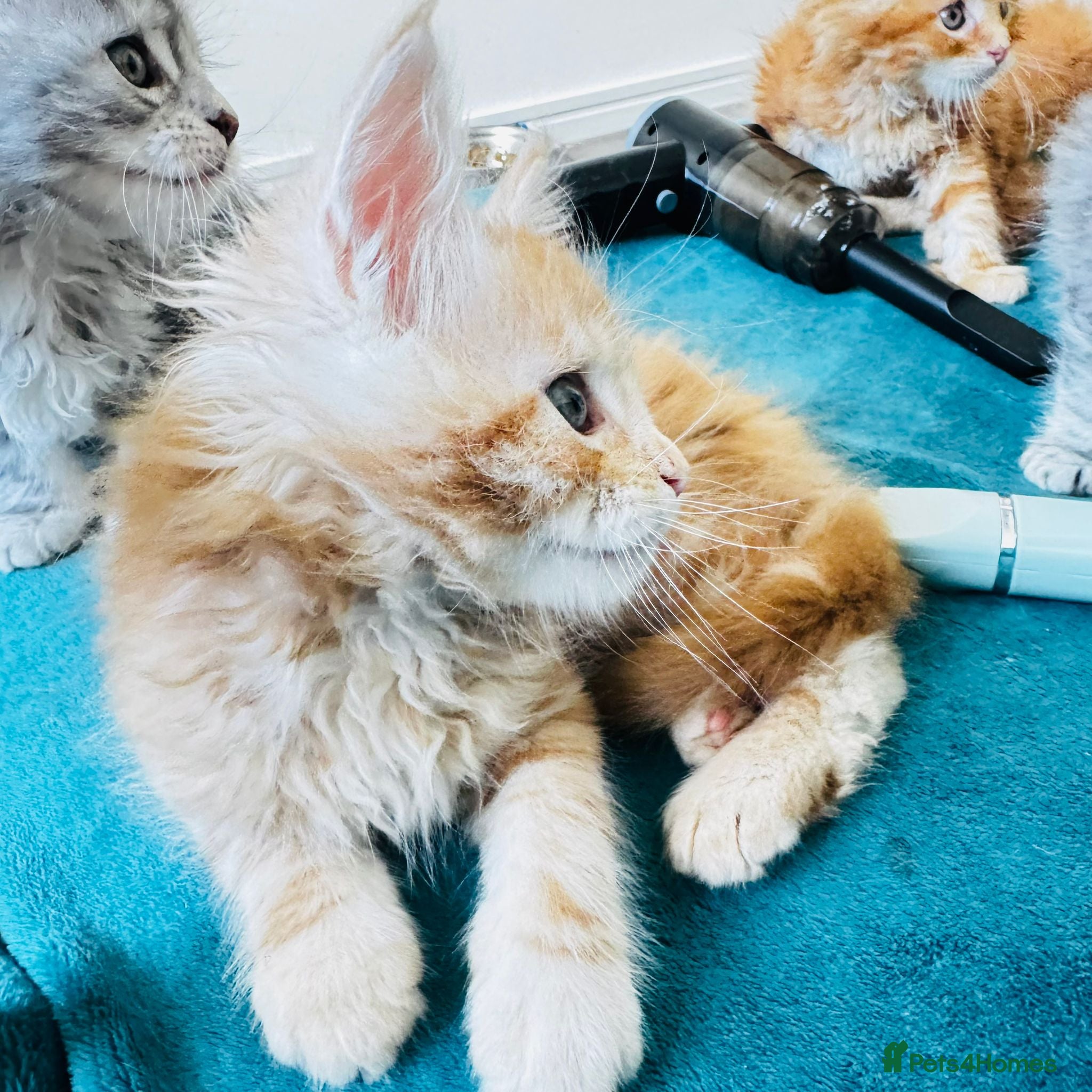 Maine Coon cats Pure breed XXL Maine Coon kittens  - Advert 4