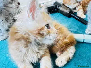 Maine Coon cats Pure breed XXL Maine Coon kittens - Advert 4