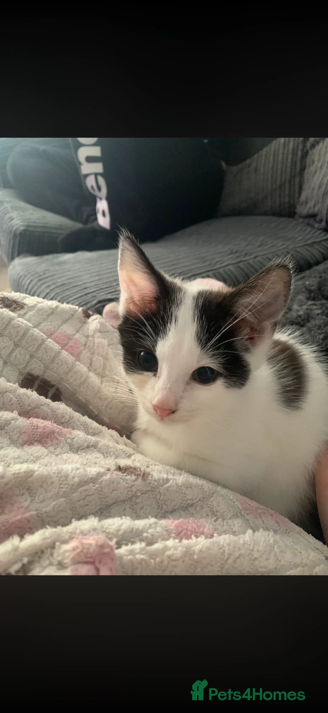 Mixed Breed cats for sale: Male kitten  - Advert 2