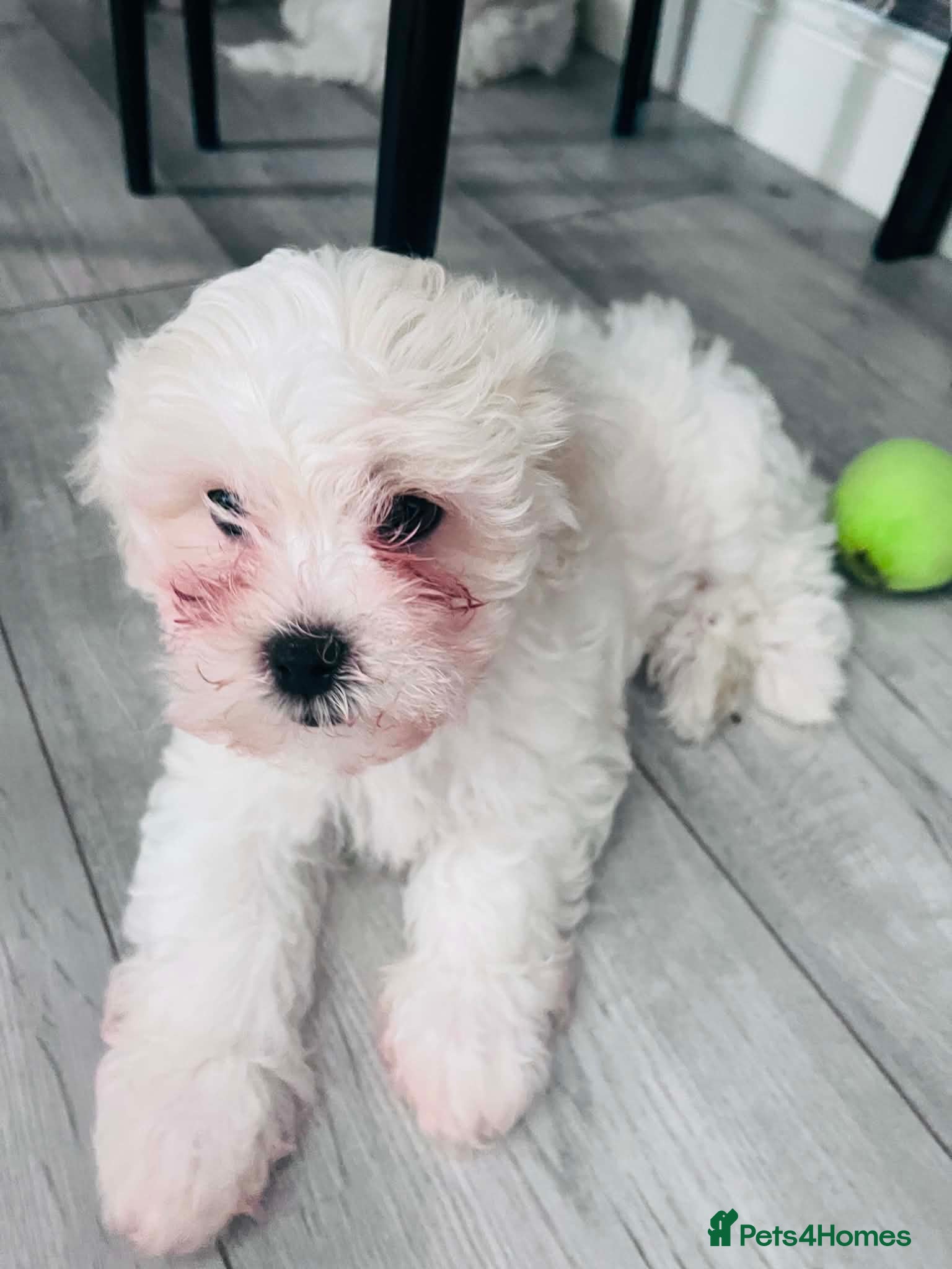 Maltese dogs Puppi  - Advert 1