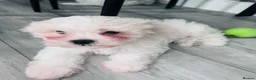 Maltese dogs for sale: Puppi  in Crewe - Advert 1