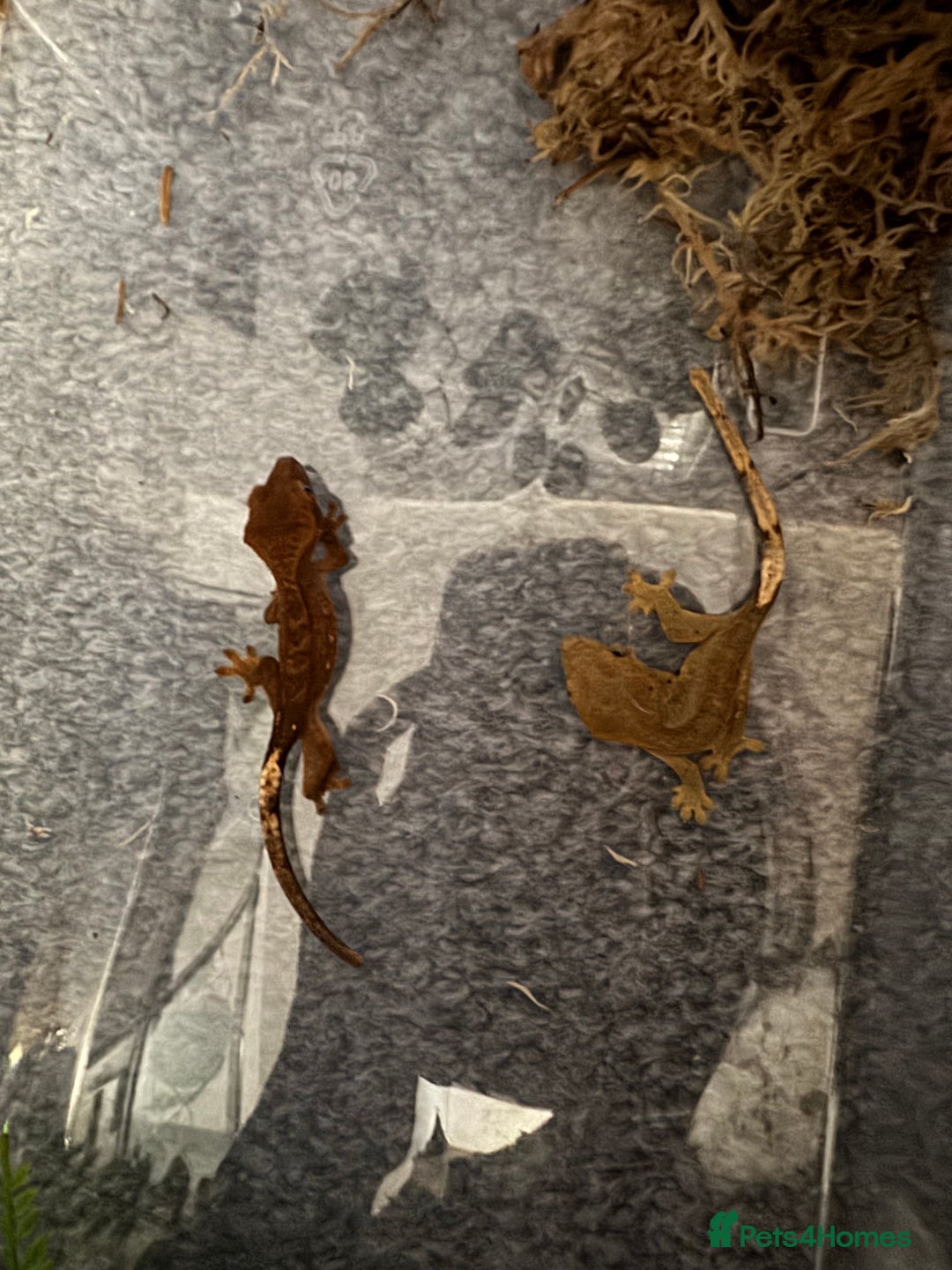 Gecko reptiles for sale: Baby crested geckos - Image 4