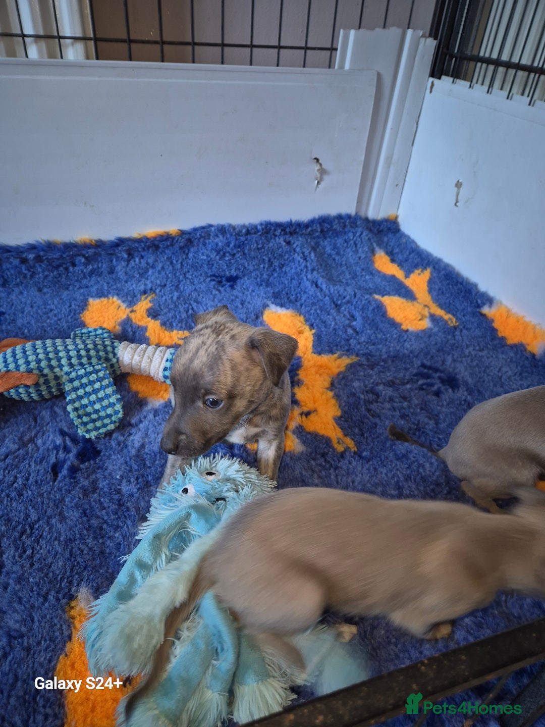 Whippet dogs for sale: Stunning whippet puppies  - Advert 2