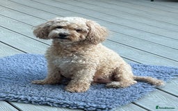 Cavapoochon dogs for sale: 5* Gorgeous F1b Cavapoochons - Image 22