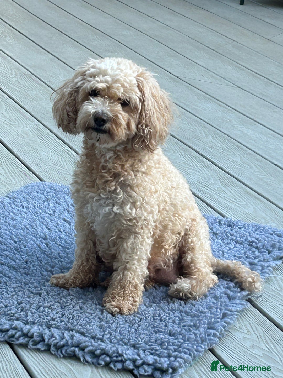 Cavapoochon dogs for sale: 5* Gorgeous F1b Cavapoochons - Image 22