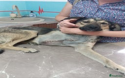 Mixed Breed dogs for adoption: HONEY !  a Lovely 3 LEGGED Boy - for a Loving Home - Image 4