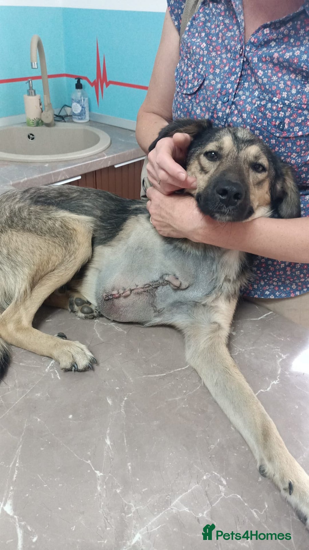 Mixed Breed dogs for adoption: HONEY !  a Lovely 3 LEGGED Boy - for a Loving Home - Image 4