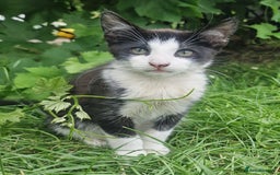 Domestic Shorthair cats for sale: 3 Playful Kittens 🐾 - Image 1