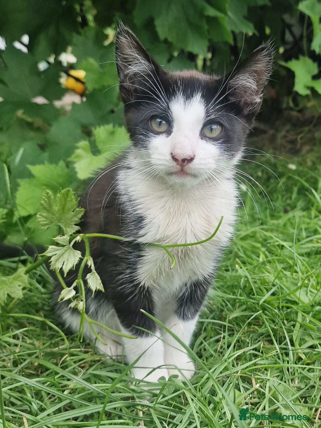 Domestic Shorthair cats for sale: 3 Playful Kittens 🐾 - Image 1