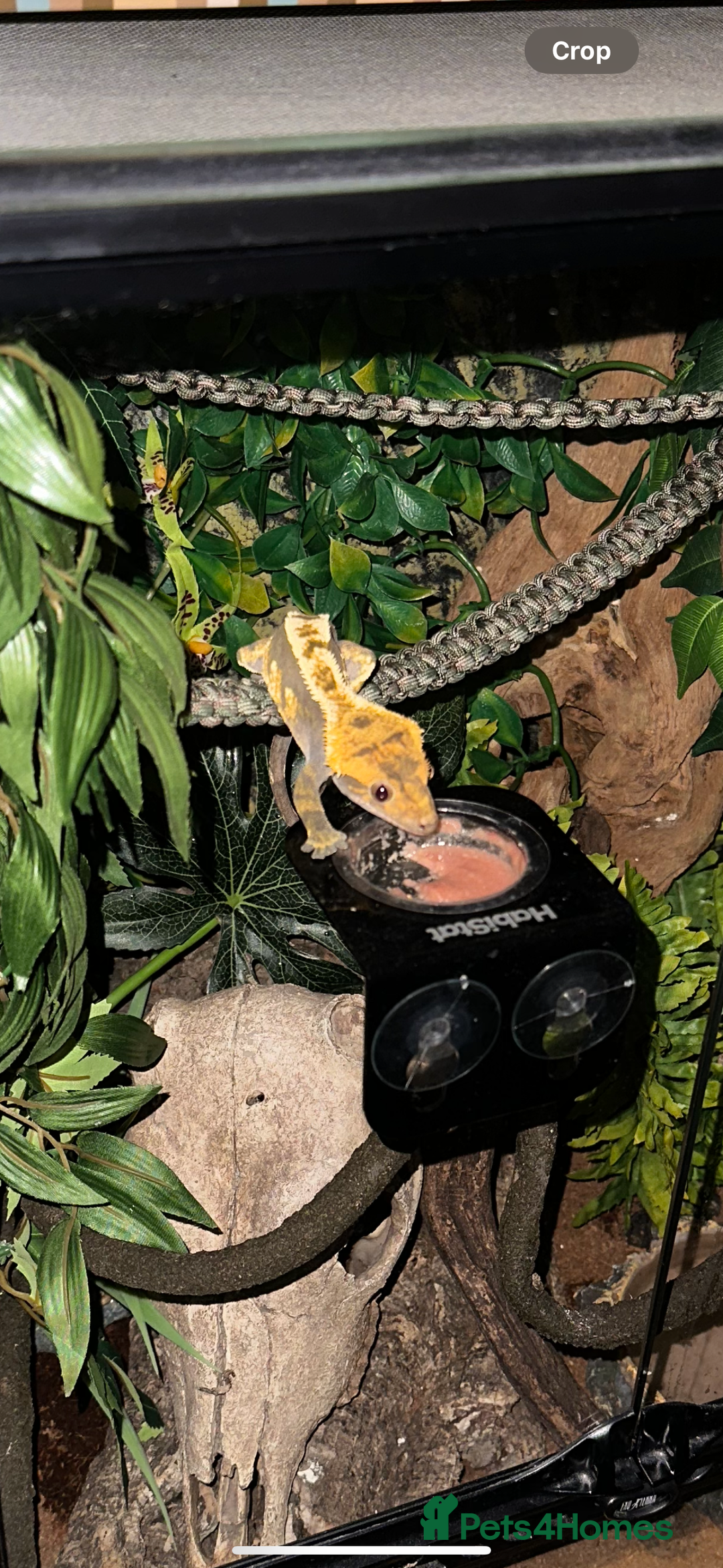 Gecko reptiles for sale: Beautiful Crested Gecko - Image 5