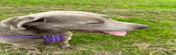 Labrador Retriever dogs for sale: KC Registered Stunning Silver Labrador in Auchterarder - Advert 3