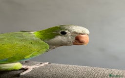 Parrots birds for sale: DNA male Quaker  - Image 2