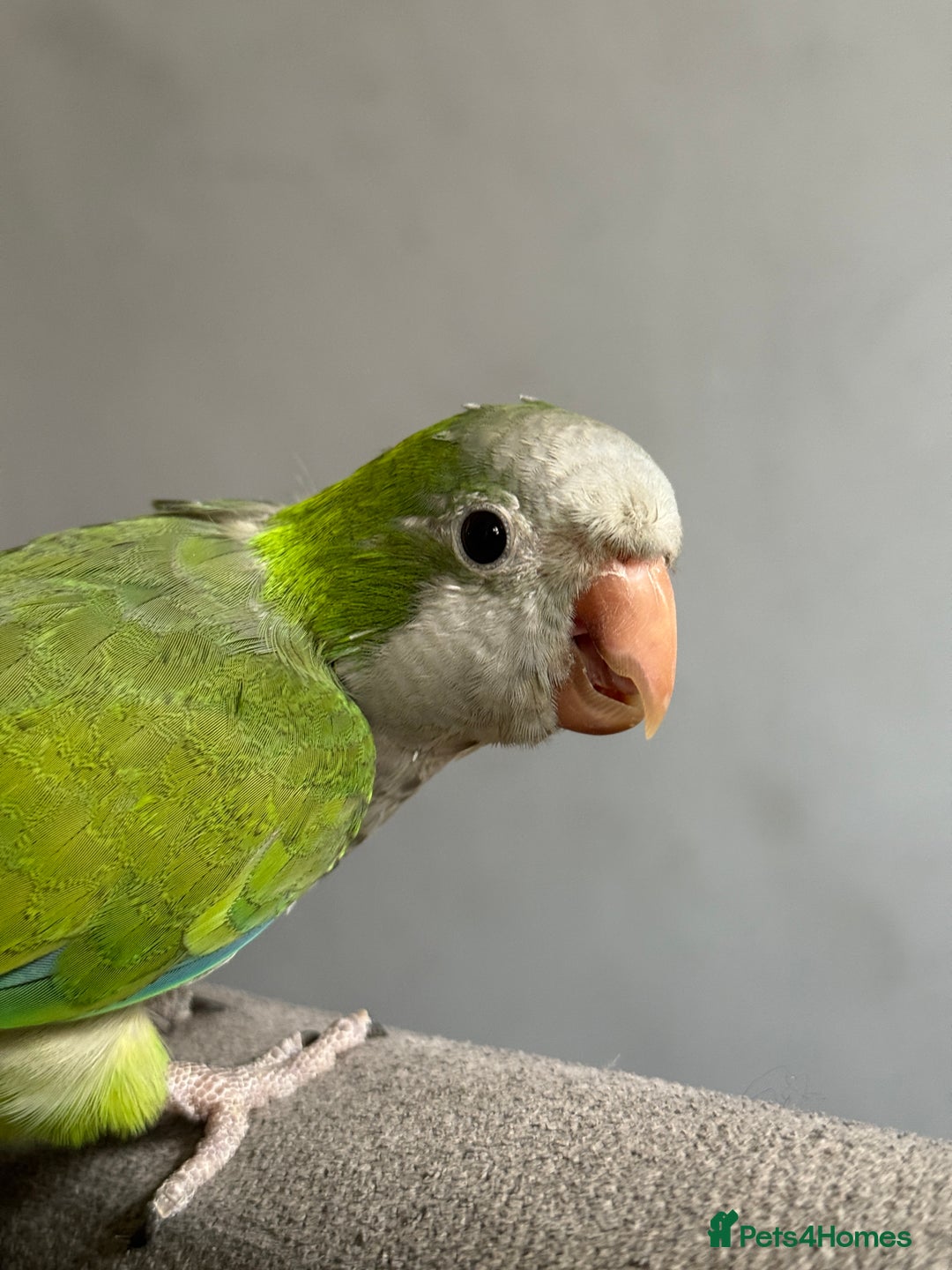 Parrots birds for sale: DNA male Quaker  - Image 2