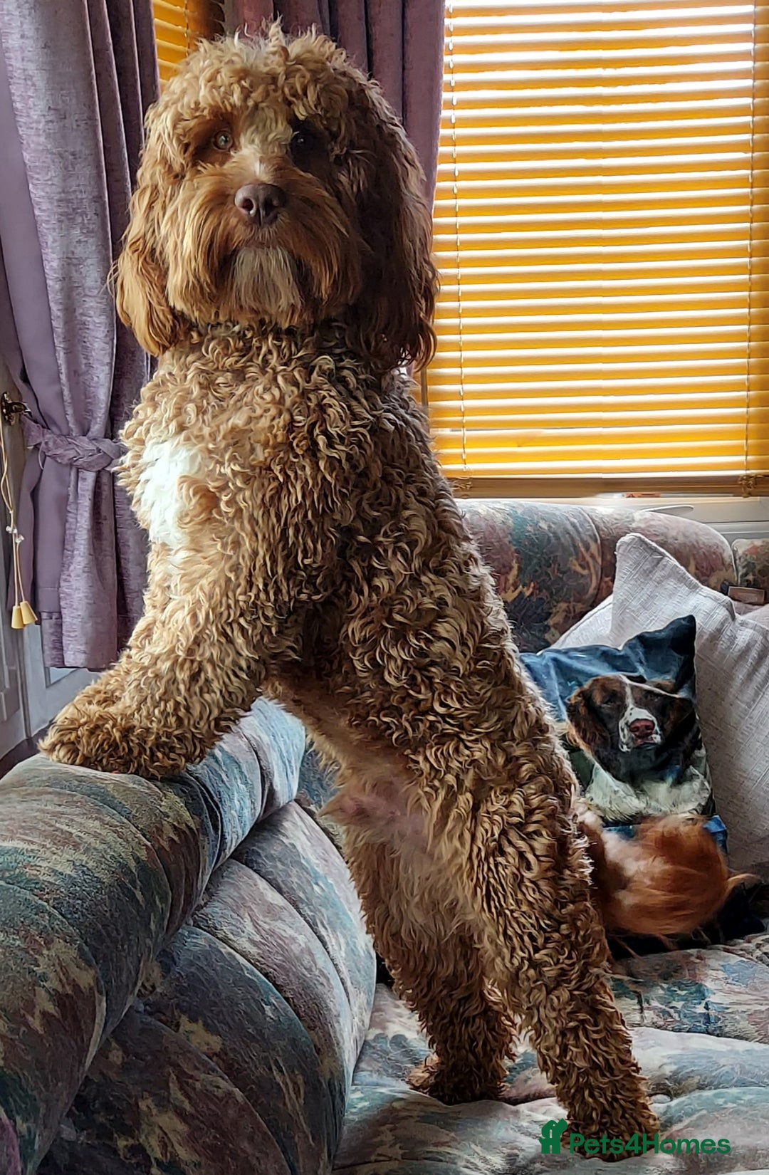 Cockapoo dogs for stud: Goregous Red F1 Cockapoo for Stud - Image 2