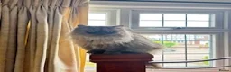 Persian cats for sale: Persian male cat mokey grey/beige in Uxbridge - Advert 4