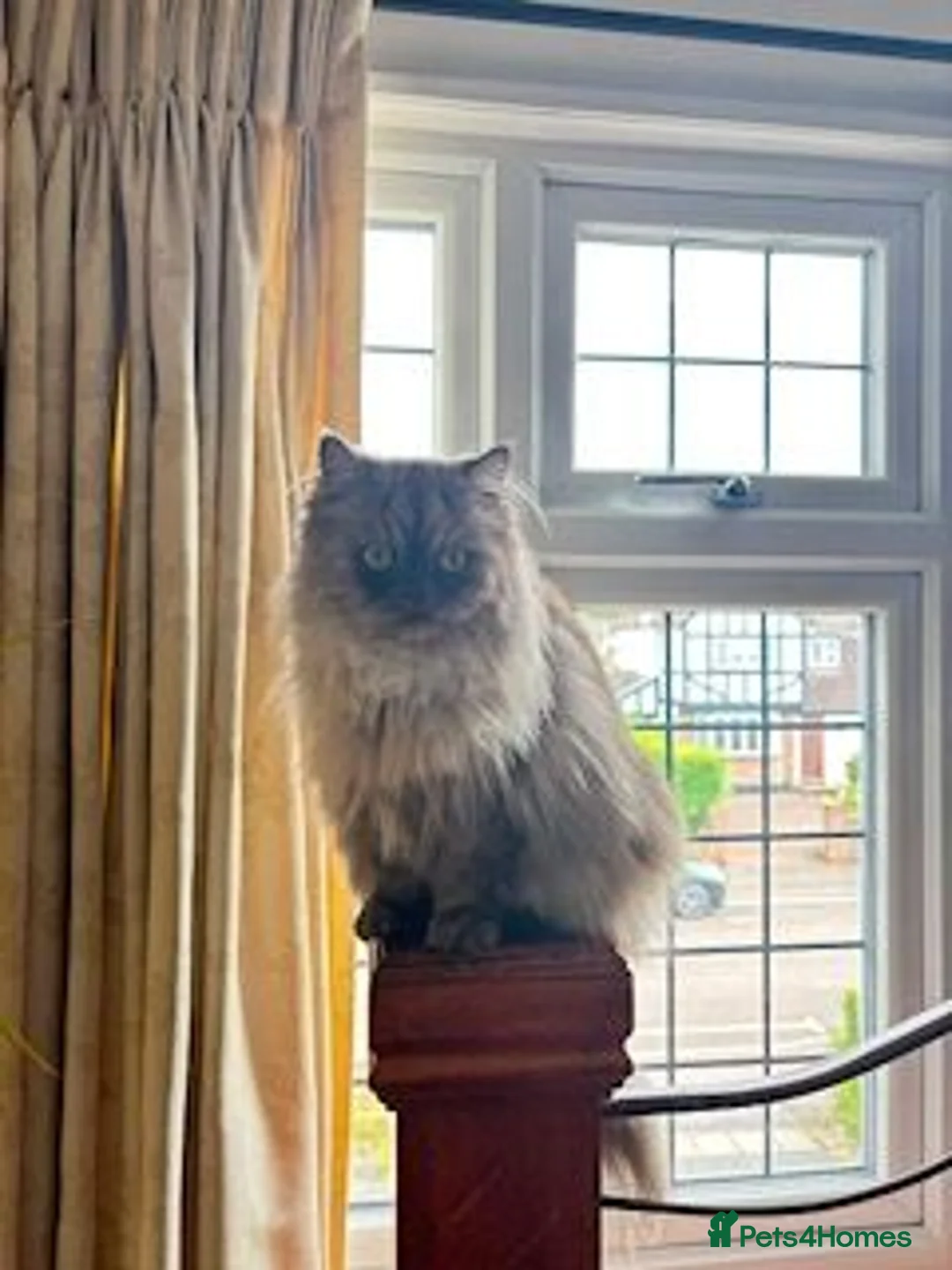 Persian cats for sale: Persian male cat mokey grey/beige in Uxbridge - Advert 4