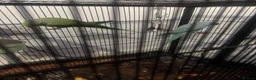 Parrots birds for sale: Green & Blue ring neck Parrots  in Leicester - Advert 1