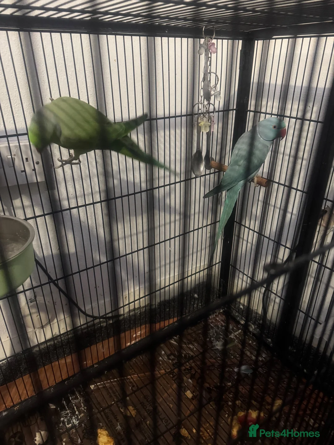 Parrots birds for sale: Green & Blue ring neck Parrots  in Leicester - Advert 1