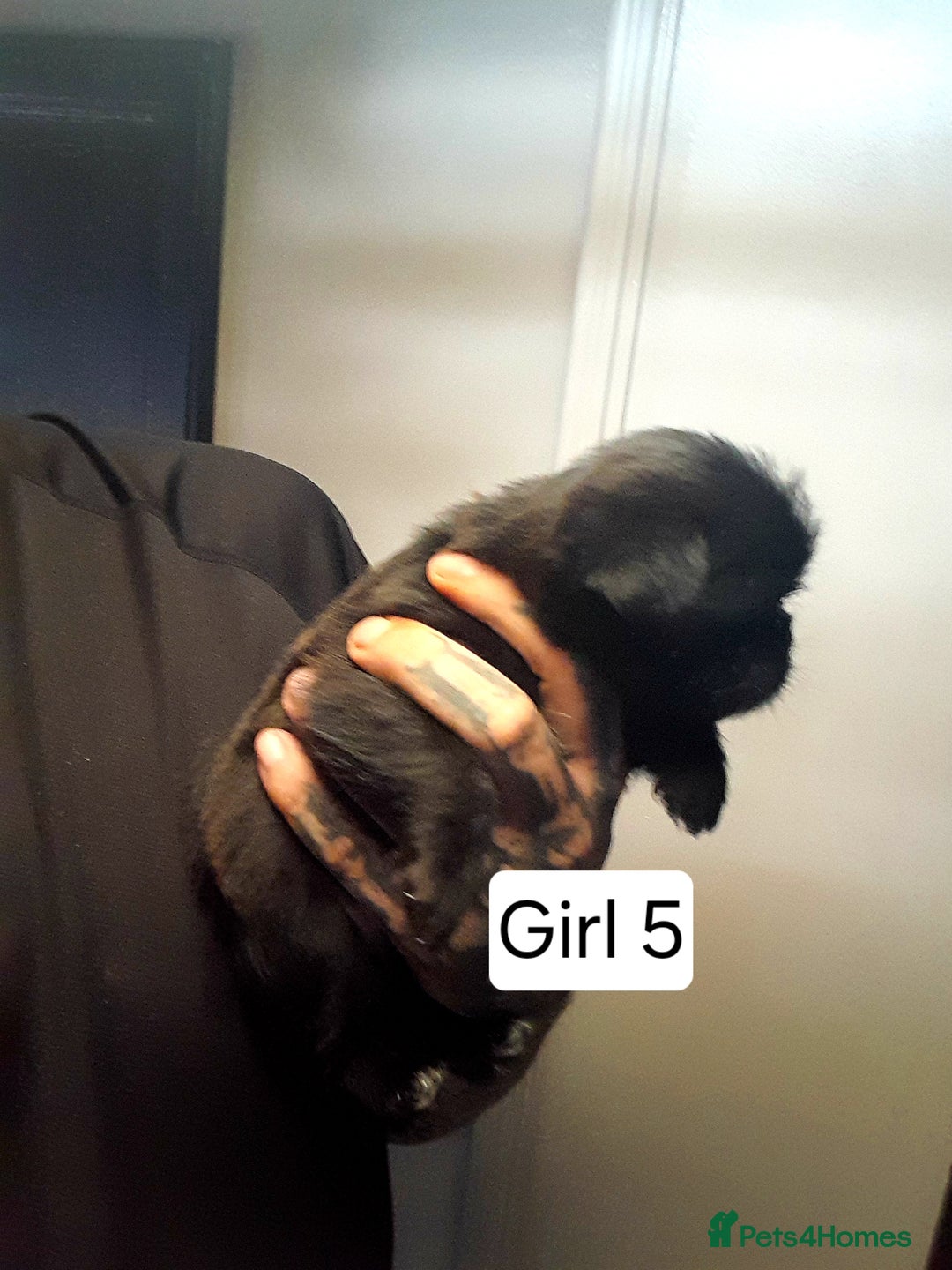 Mixed Breed dogs for sale: Pugzu puppies  - Image 11