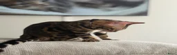 Bengal cats for sale: Beautiful 5-Month-Old Bengal Kitten in South Queensferry - Advert 4