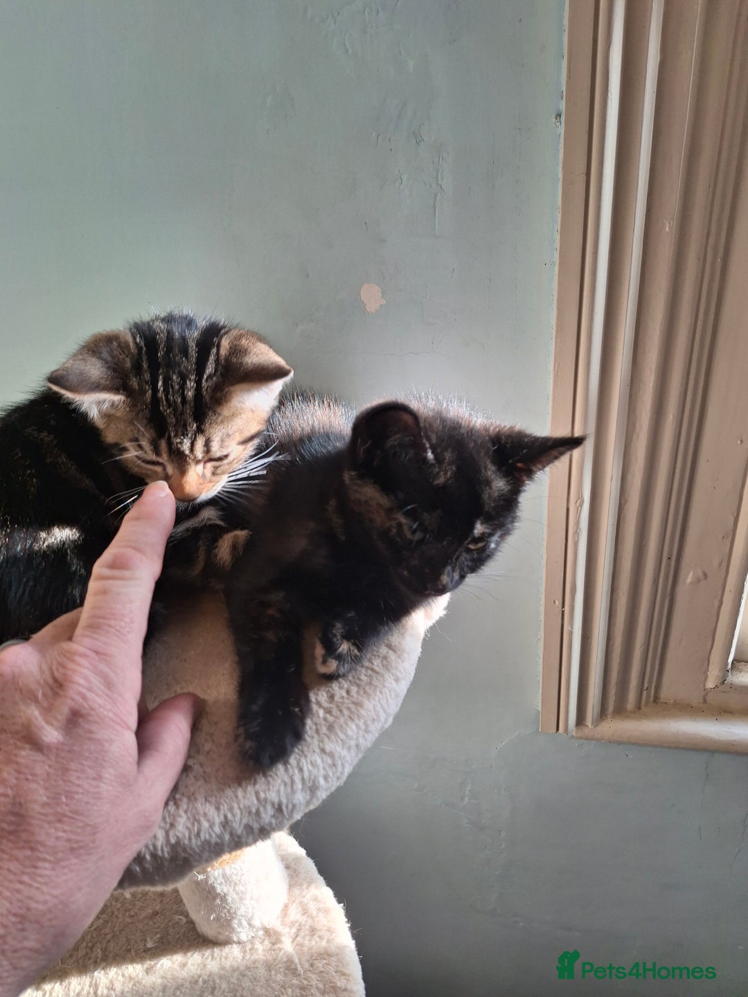 Mixed Breed cats for sale: Kittens for sale! - Advert 6