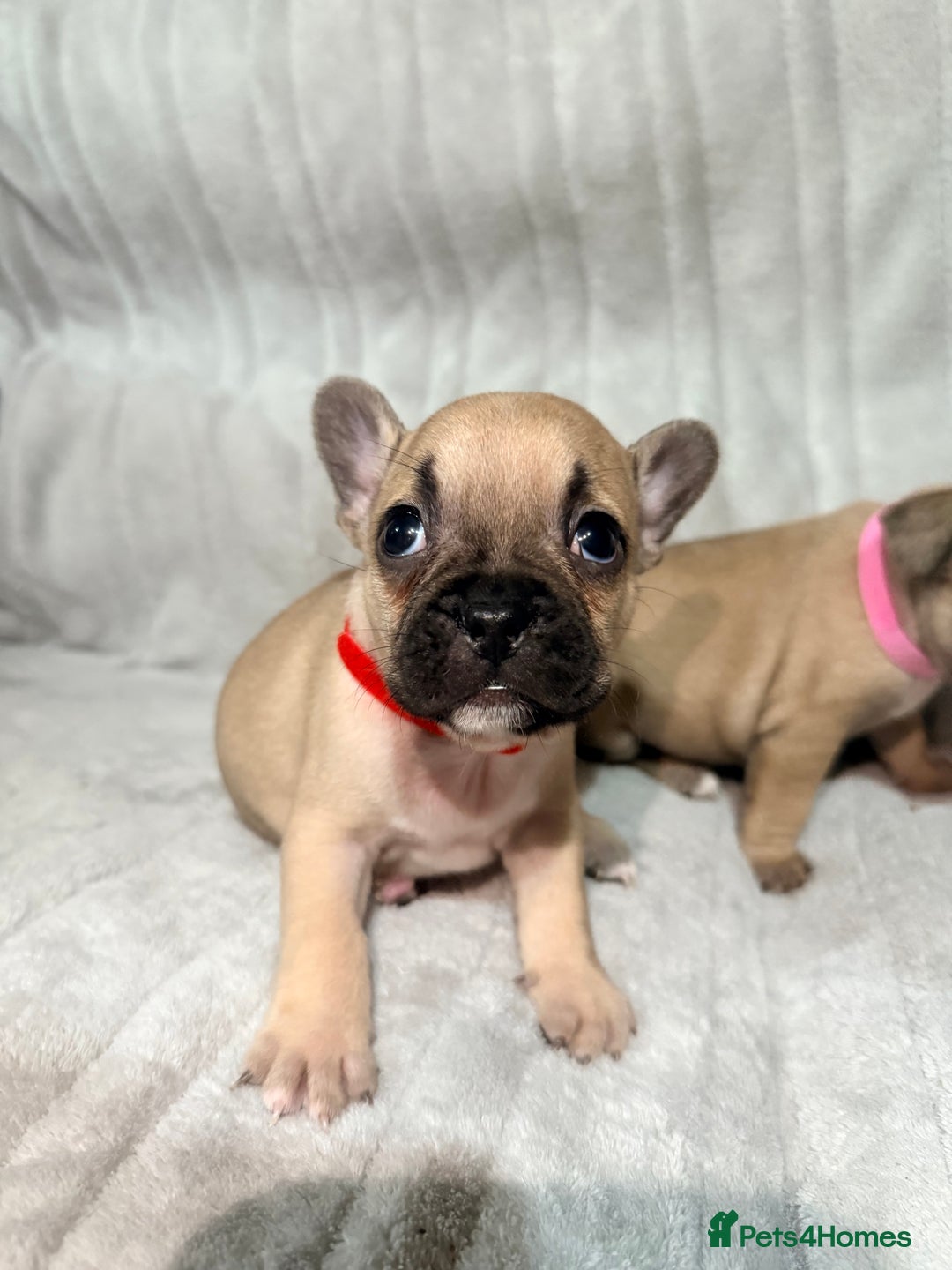 French Bulldog dogs for sale: Pedigree Mum Frenchy Pups-Gorgeous and ready soon! - Advert 20