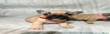 French Bulldog Puppy 8