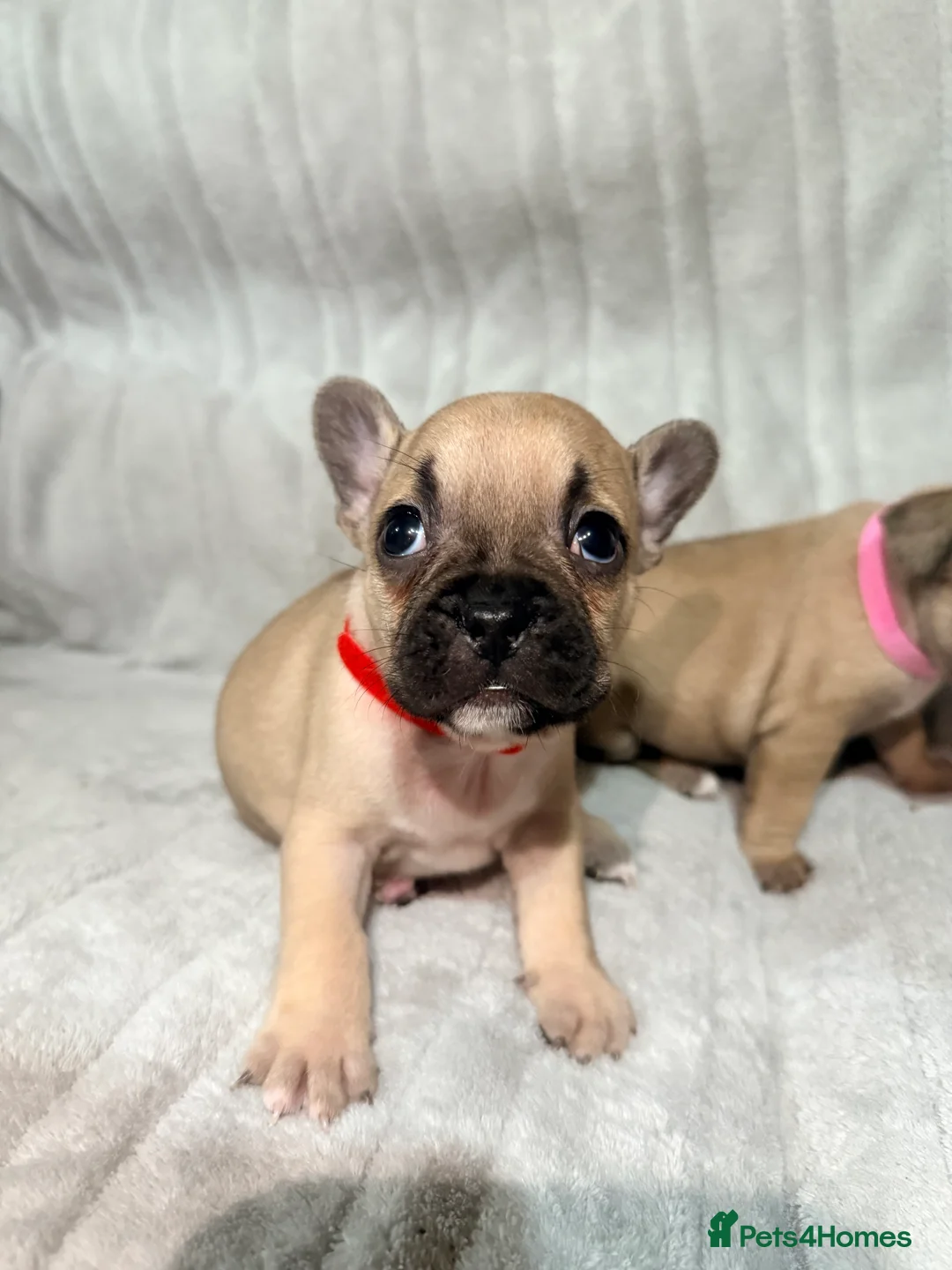 French Bulldog dogs for sale: Pedigree Mum Frenchy Pups-Gorgeous  ! - Advert 21