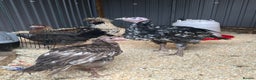 Mixed Breed poultry for sale: Mixed Poultry for Sale (See Description) - Advert 2